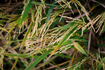 Close-up of yellow rice plants ready for harvest.