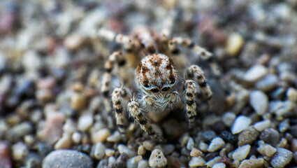 beautiful spider with brindle color on the sand, macro
