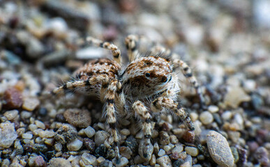 beautiful spider with brindle color on the sand, macro