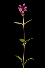 Large-Flowered Selfheal (Prunella grandiflora). Habit