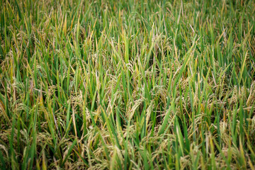 rice plant agriculture field. rice field at harvest time and panicle stage.