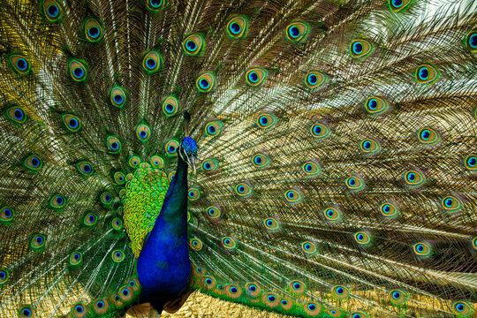 Close up of a beautiful Indian male peacock bird showing his colorful feather tail.