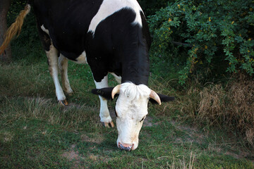 Naklejka na ściany i meble Black and white cow grazing on a summer pasture.