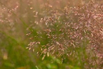 Zbliżenie na źdźbła trawy z nasionami na dzikiej łące.