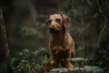 Dachshund in Woods