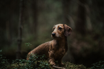 Dachshund in Woods