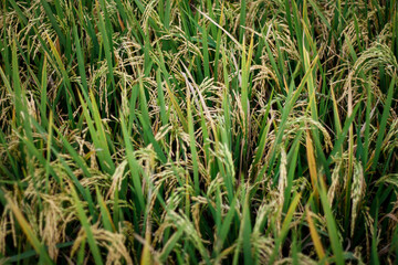 rice plant agriculture field. rice field at harvest time and panicle stage.