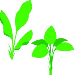 green plant vector illustration