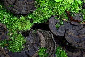 Dark wild wood mushrooms on green moss background