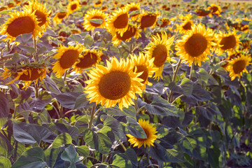 Fototapeta na wymiar Yellow sunflowers. Field of sunflowers, rural landscape