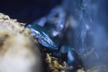 Captive animal workers visit the zoo, photographed in Asia
