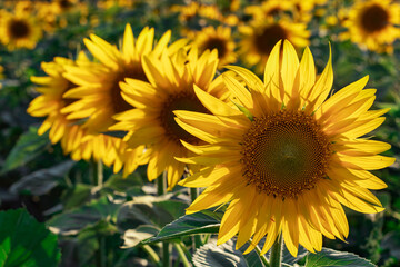 Fototapeta premium Yellow sunflowers. Field of sunflowers, rural landscape
