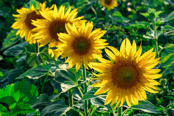 Yellow sunflowers. Field of sunflowers, rural landscape