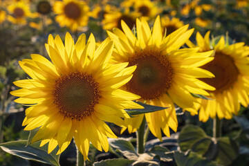 Yellow sunflowers. Field of sunflowers, rural landscape