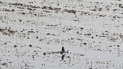 A small bird moves around on a paddy field in early summer in Japan