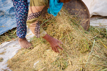 Indonesian traditional hand rice machine, farmers are sifting or grinding rice, separating the rice seeds with the stems of the plant. rice sieving process.