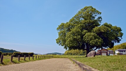 Obraz premium Early summer in Japan, a rural farming village deep in the mountains, a rural landscape with a view of large trees