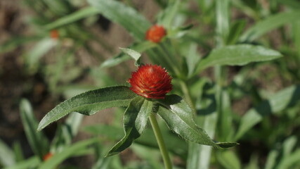 Obraz premium red flower in the garden