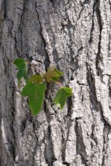 Feuilles poussant sur un tronc en gros plan
