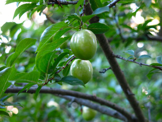green unripe plums hang on the branches