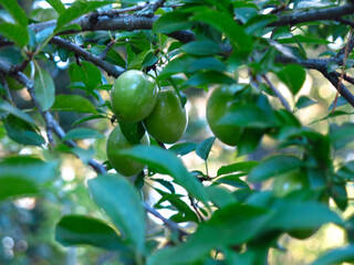 green unripe plums hang on the branches