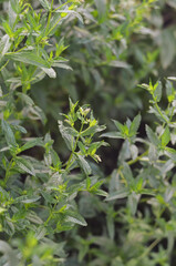 Sprigs of mint growing in the garden