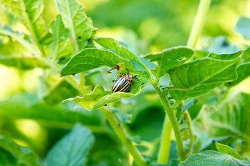 Colorado beetle on the leaf of the potato bush. Plant damaged pest