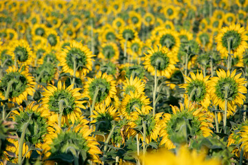Field of backwards-facing giant sunflowers on a sunny summer day