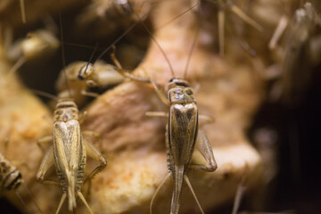 Captive animal workers visit the zoo, photographed in Asia
