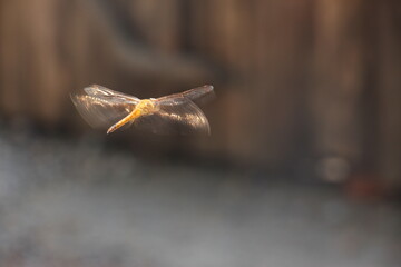 Adult dragonflies are characterized by large, multifaceted eyes, two pairs of strong, transparent wings, sometimes with coloured patches, and an elongated body.