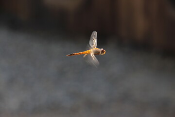 Adult dragonflies are characterized by large, multifaceted eyes, two pairs of strong, transparent wings, sometimes with coloured patches, and an elongated body.