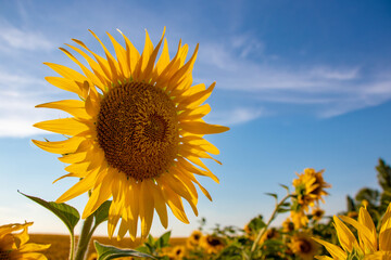 Sunflowers garden. Sunflowers have abundant health benefits. Sunflower oil improves skin health and promote cell regeneration.