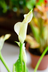 Obraz premium White calla lily flower growed as a home plant.