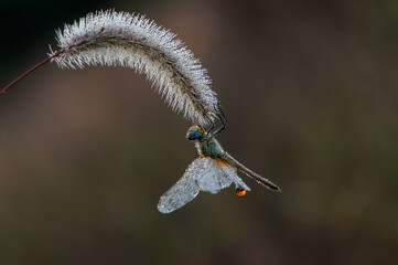 Early in the morning dragonfly on a blade of grass dries its wings from dew under the first rays of the sun before flight