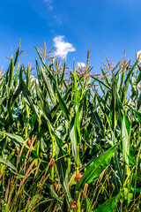 Obraz premium a maize field in summer with clouds