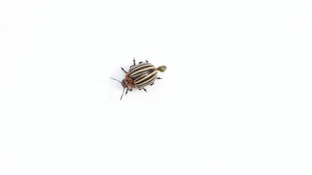 Colorado potato beetle on a white background. Pooping colorado beetle.
