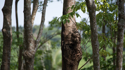 Fototapeta premium Close up of tree bark with leaves background.