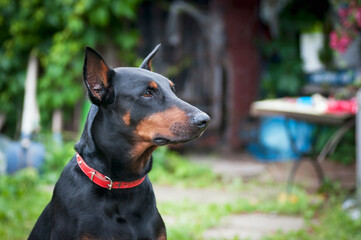 Doberman