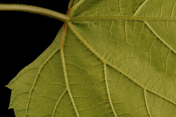 Grape Vine (Vitis vinifera). Leaf Detail Closeup