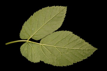 Ground-Elder (Aegopodium podagraria). Leaf Detail Closeup