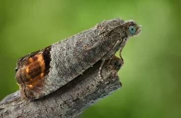 The codling moth, Cydia pomonella, is a serious pest in pome fruit production worldwide with a preference for apple. It has developed resistance to several chemical groups of insecticides.