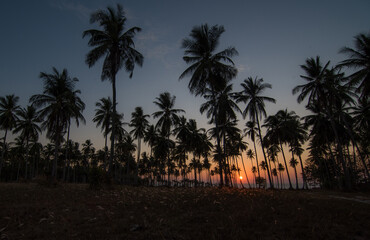 Fototapeta na wymiar tropical palm tree and Flower meadow with sun light on sunset sky