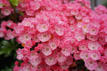 Kalmia latifolia flowers with leaves close up. Also known as mountain laurel, calico-bush, or spoonwood.