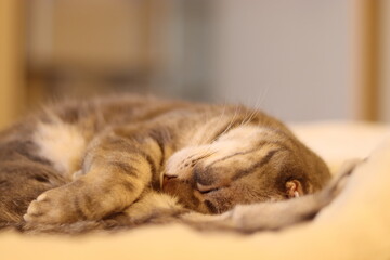 穏やかな寝顔の猫アメリカンショートヘア
American shorthair cat with a gentle sleeping face.