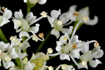 Ground-Elder (Aegopodium podagraria). Flowers Closeup