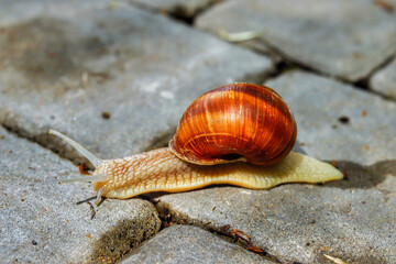 beautiful snail on the road