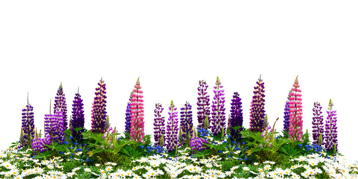 Lupinen, Garten, H&uuml;lsenfrucht, Fleischersatz