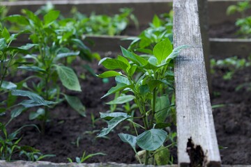 Young green peppers on the garden.Summer green plant.