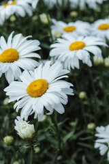 Obraz premium Young daisies grow in the garden. blooming flowers. White daisies. Summer daisy
