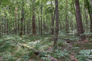 Ichalkovsky Forest, Nizhny Novgorod Oblast.